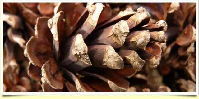 Исследователи используют проблемные излишки электронных отходов для восстановления высококачественных полимеров