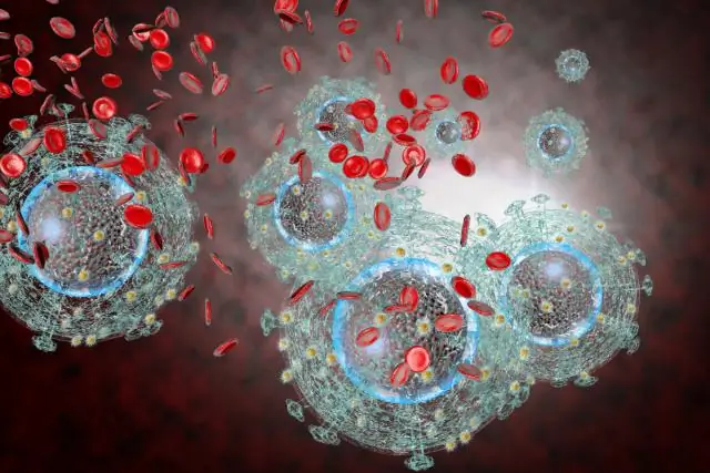 Вирусное убежище: после заражения герпес скрывается в нервных клетках: новое исследование показывает, что позволяет вирусу делать это