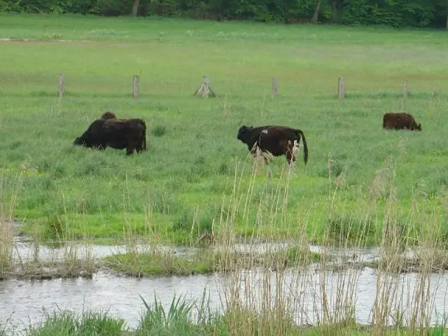 Вдвое больше птиц у ручья после восстановления воды