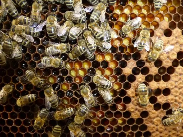 Как маточное молочко помогает личинкам медоносных пчел бросить вызов гравитации и стать королевами