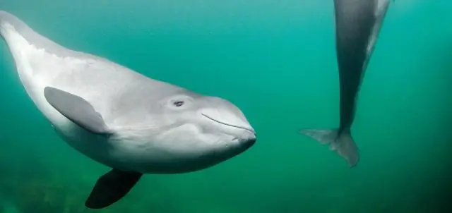 Прекращение перелова остановит сокращение популяции исчезающих видов прилова примерно в половине случаев