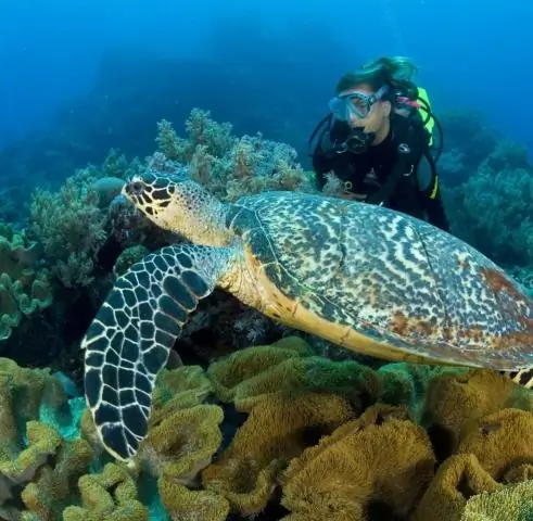 Коралловые рифы на Филиппинах страдают, несмотря на то, что вредные методы рыболовства объявлены вне закона: новое исследование показало, что динамит и яд все еще являются распространенными методами р