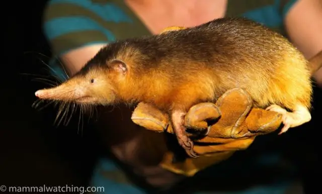 Меномоус соленодон, последний выживший представитель ветви млекопитающих, появившейся во времена динозавров, секвенирован