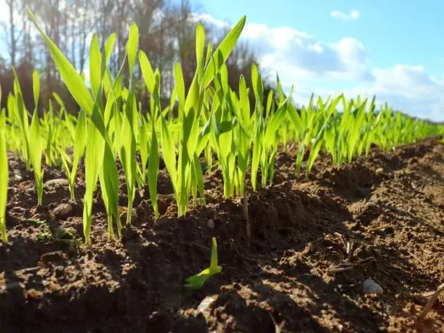 Сигнальные пути к ядру: как ауксин, гормон, контролирующий многие процессы в растениях, достигает места назначения