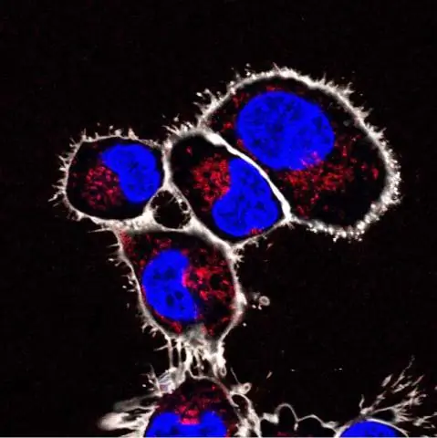 Крошечные имплантаты для клеток функционируют in vivo