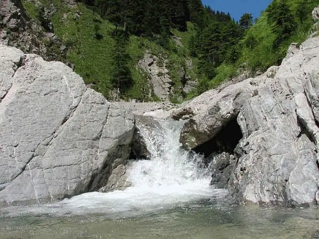 Пальмы распространяются на север. Как далеко они зайдут?