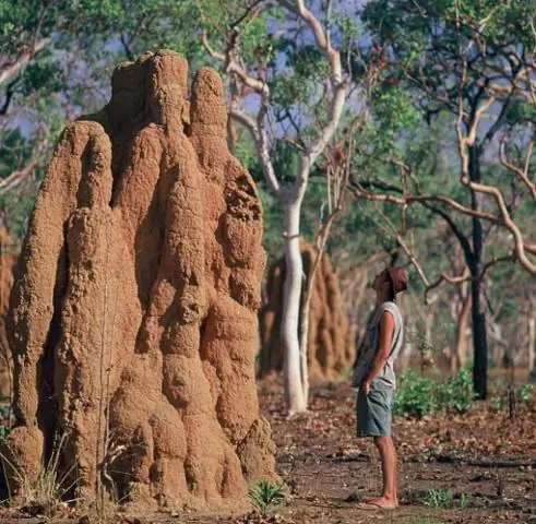 Королева термитов, идентифицирован феромон распознавания короля
