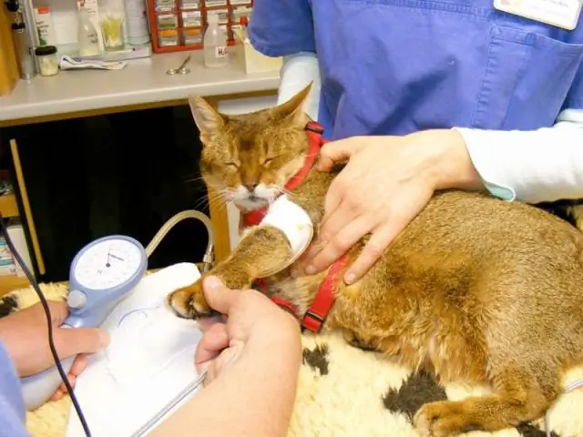 Собаки с чувствительностью к шуму должны регулярно проверяться ветеринаром на наличие боли