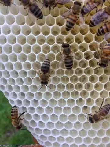 Естественные враги сокращают использование пестицидов