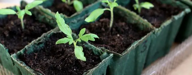 Возбуждения: первые шаги фотосинтеза