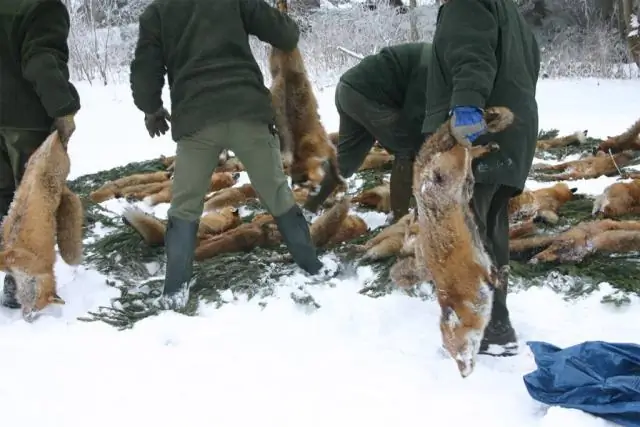 Охота на кальмаров замедлилась из-за повышения уровня углерода: ученые обнаружили, что высокий уровень углекислого газа заставляет кальмаров неуклюже атаковать свою добычу