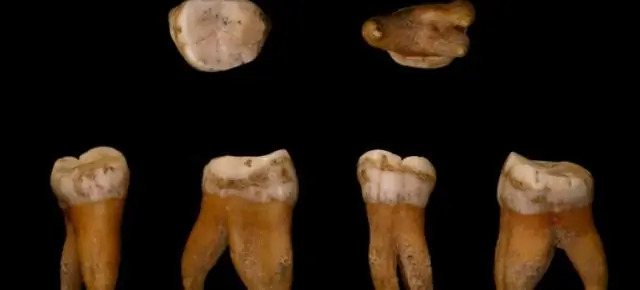 Геномы пяти поздних неандертальцев дают представление об истории популяции неандертальцев