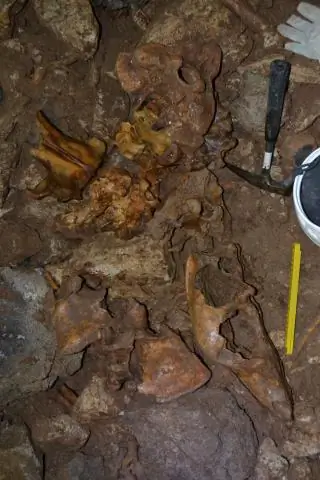 Короткомордые медведи, крупнейшие хищники ледникового периода, стали всеядными, чтобы выжить