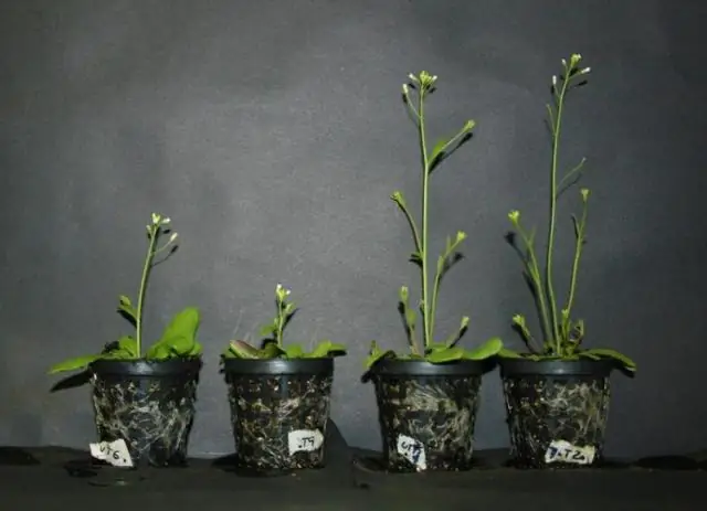 Ген ускоряет рост и урожайность риса в соленой почве: открытие гена, который помогает растениям риса расти в соленой почве, прокладывает путь к созданию солеустойчивых культур