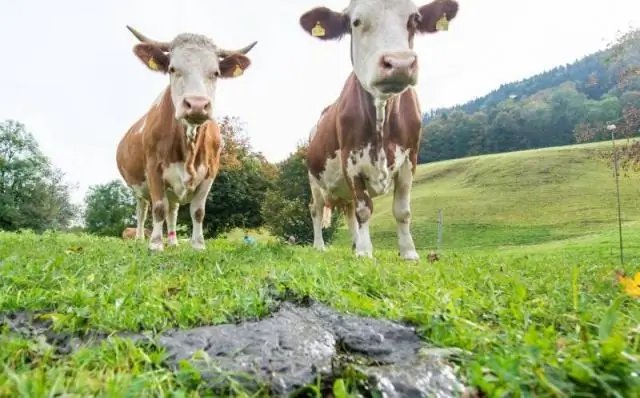 Расщепление целлюлозы: ферментные домены значительно улучшают производительность