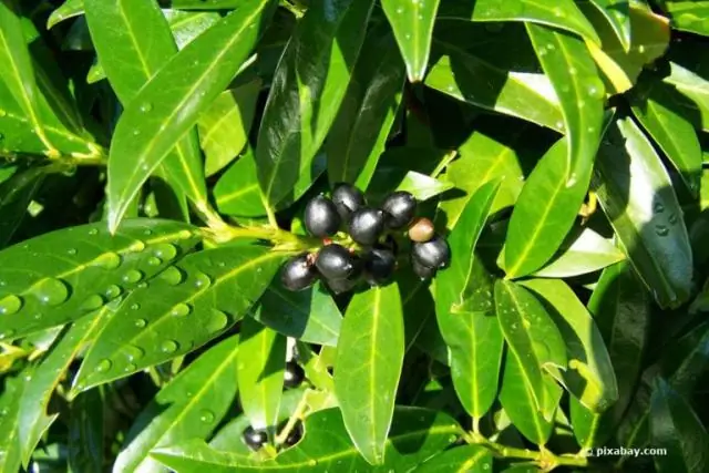 Как подводные грунтовые воды влияют на рост коралловых рифов