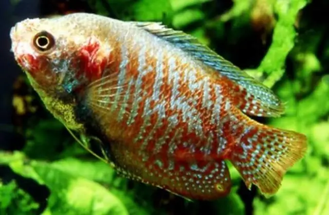 Морские черепахи используют ласты, чтобы манипулировать едой