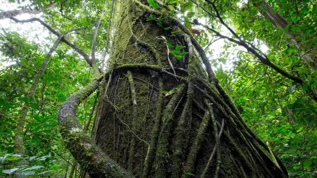 Рост растений: общение через кальциевую волну