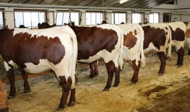 Генетика крупного рогатого скота: поразительное разнообразие Bu&scaron; крупного рогатого скота