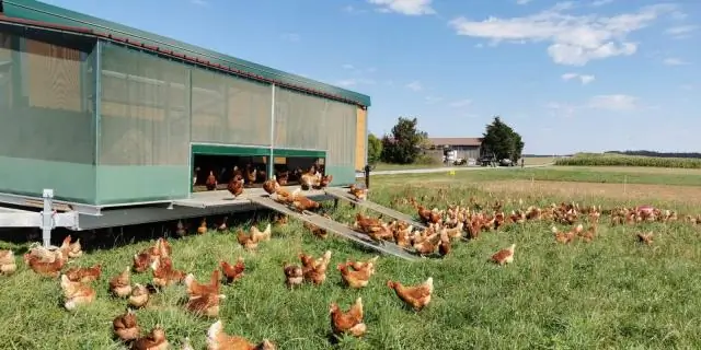 Праздник с собой: антибиотики создают для C. diff богатую питательными веществами среду, никакой конкуренции