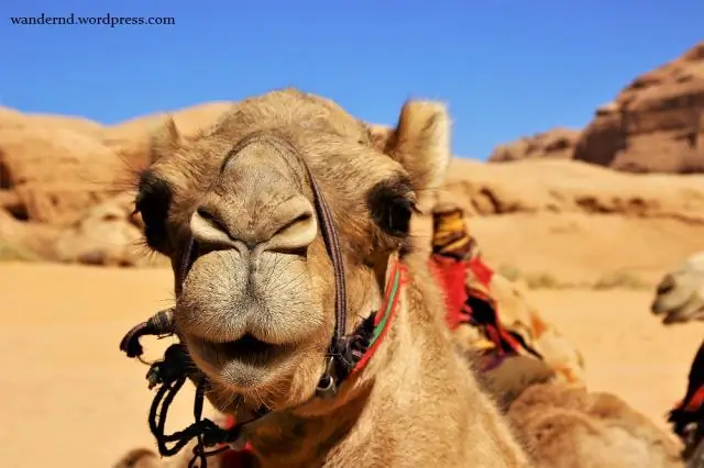 Геномные археологи раскрыли происхождение растительного гормона