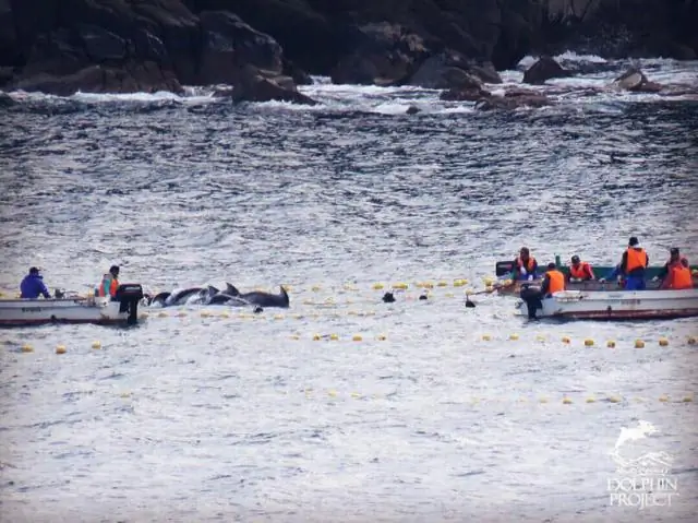 Дельфины рвут сети из-за сокращения количества рыбы