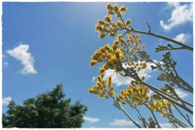 Как только мы сможем улавливать выбросы CO2, вот что мы можем с этим сделать