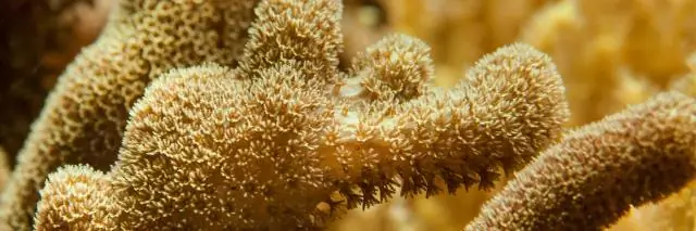 Обнаружение извержений вулканов