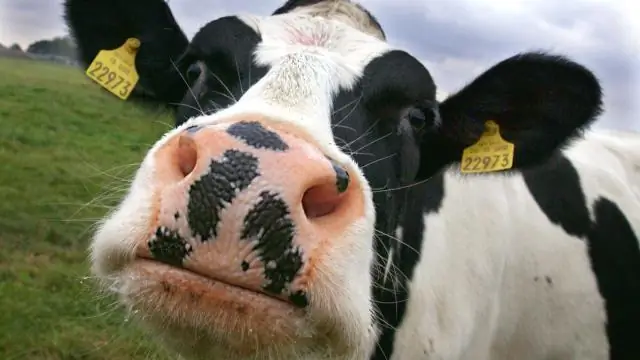 Крупный рогатый скот: выявление иммунопатогенеза болезни Джона