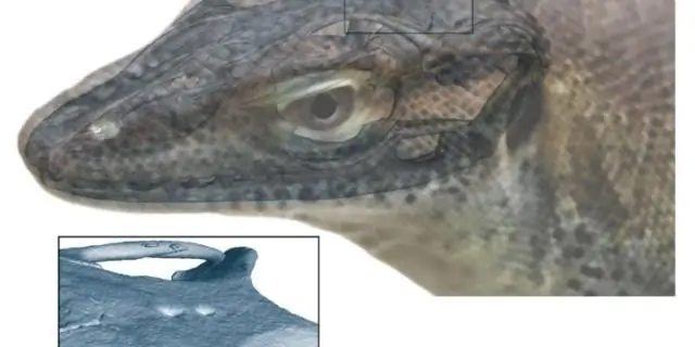 Вымерший варан имел четыре глаза, как показывают окаменелости