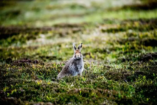 Редкие отпечатки шотландских динозавров дают ключевое представление о затерянной во времени эпохе