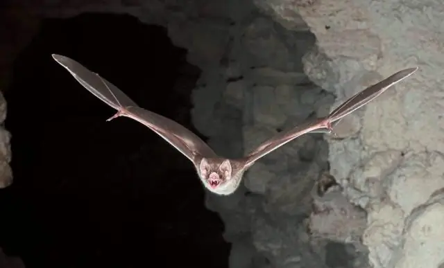 Проанализирован геном смертельного, устойчивого к лекарствам патогена