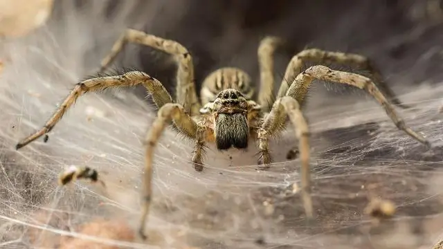 Австралийская лоза может повысить урожайность сои, говорится в исследовании