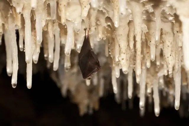 Новый коронавирус возникает у летучих мышей в Китае, опустошает молодых свиней: выявлен в том же регионе, от тех же летучих мышей, что и коронавирус SARS