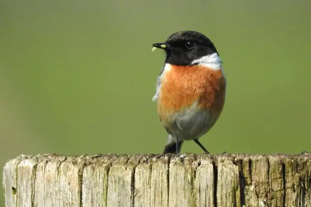 Редкие прибрежные куницы находятся под высоким риском исчезновения в ближайшие десятилетия