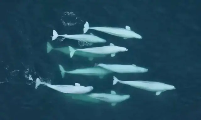 Как и человеческое общество, киты ценят культуру и семейные узы: новаторское генетическое исследование родства белух