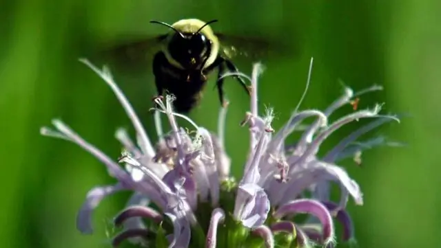 Пестициды доставляют пчелам неприятности