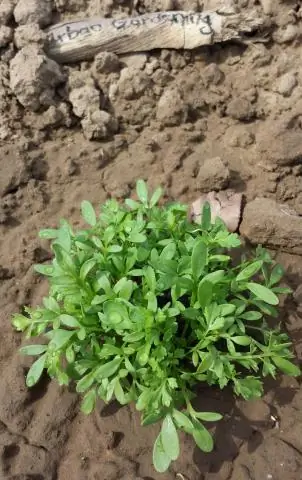 Вакцина для съедобных растений? Новый метод защиты растений на горизонте