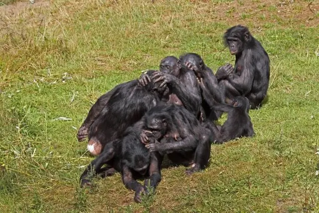 Бонобо делятся и делятся одинаково: первое наблюдение за тем, как бонобо делят мясо с соседними сообществами