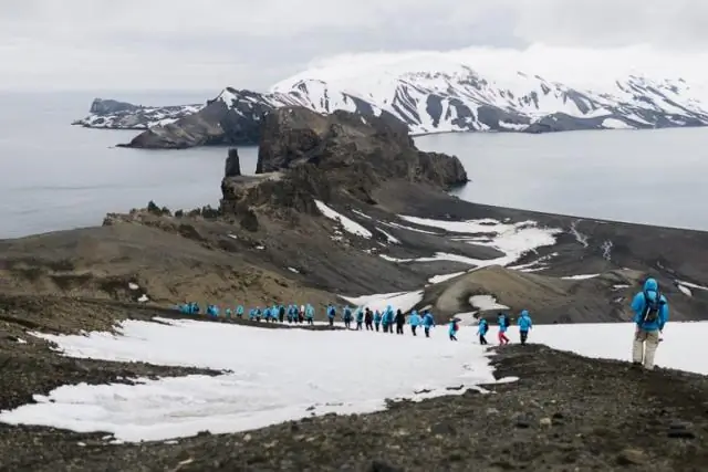 Пингвины плывут по течению: гнездовые колонии королевских пингвинов устроены как жидкости