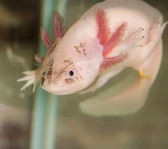 Как «микробный аксолотль» восстанавливает себя