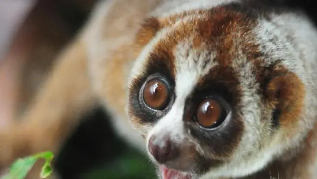 Обнаружен новый глобальный источник азота: камни могут стать ключом к хранению углерода и улучшить прогнозы глобального климата