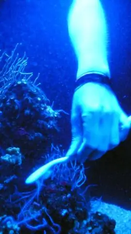 Обесцвечивание кораллов угрожает разнообразию рифовых рыб