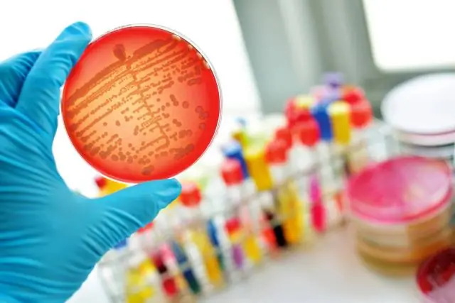 Новый класс антибиотиков для борьбы с лекарственной устойчивостью: недавно открытый антибиотик связывается с рибосомой, нарушая синтез белка