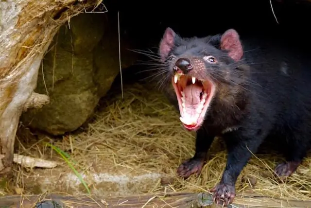 Почему тасманский дьявол может быть более восприимчив к трансмиссивным видам рака