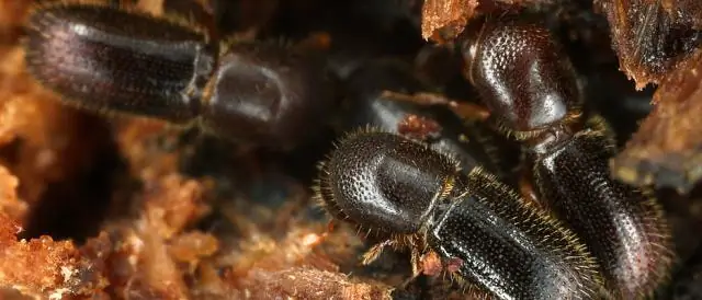 Почему некоторые жуки любят алкоголь