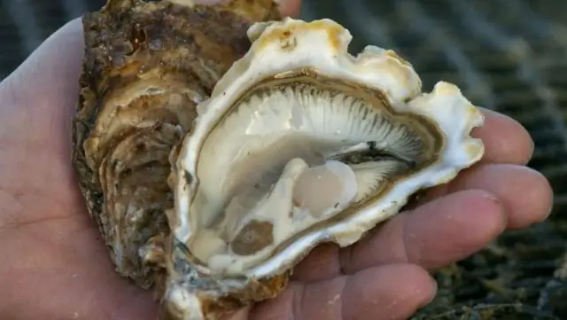 Исследователи изучают малоизвестные смертельные грибковые инфекции