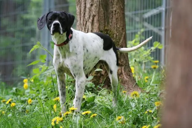 Крысы, кошки и люди становятся основным блюдом для комаров в Балтиморе, штат Мэриленд: социальная и экологическая динамика районов влияет на то, кого кусают комары