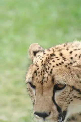 Как гепарды перехитрили львов и гиен: исследование Серенгети показывает, что гепарды используют ситуационные методы защиты своей добычи от более крупных хищников