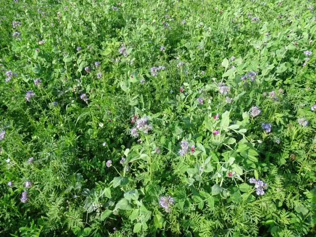 Faba исправление потребности кукурузы в азоте: покровная культура фасоли Faba вдвое увеличивает потребность в азоте